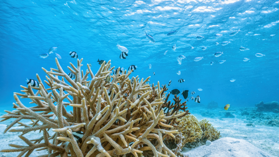 Red Sea Marine Biodiversity Vibrant marine life and coral reefs in Sharm El Sheikh