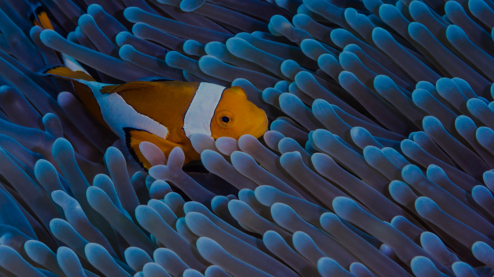 Naama Bay Beaches Aerial view of Naama Bay beaches and luxury resorts